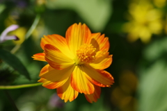 花散歩-黄花コスモス