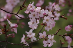 春を待つ心-桜3