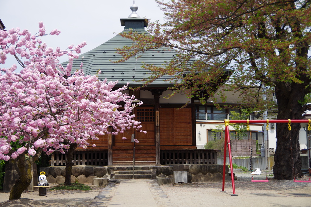 桜色・いろいろ25