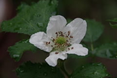 庭の片隅で‐ブラックベリーの花