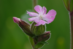 花散歩‐袋撫子2