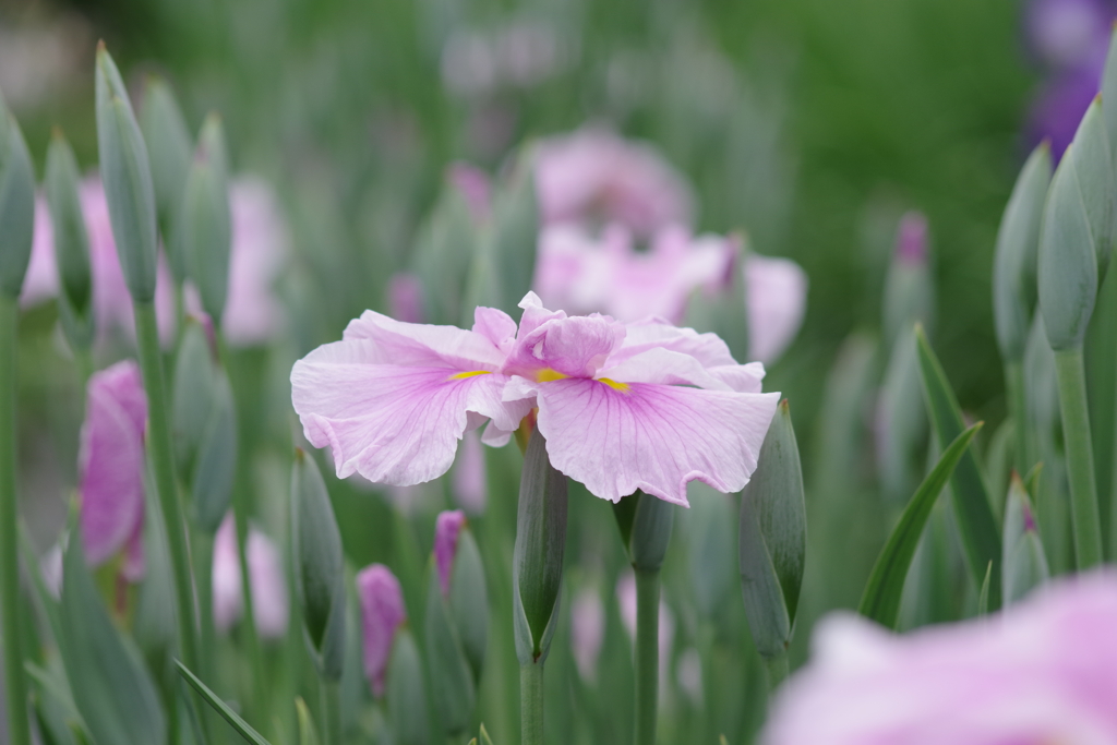 花菖蒲の季節到来₋娘街道