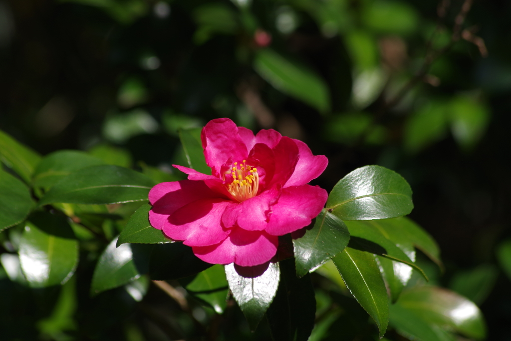 寒風に咲く‐山茶花4