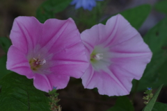 花散歩‐昼顔