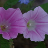 花散歩‐昼顔