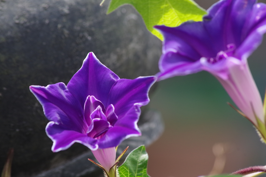 花散歩‐アサガオ