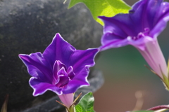 花散歩‐アサガオ