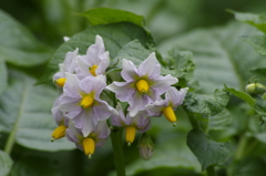 菜園の花‐男爵