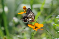 花散歩‐キバナコスモスと蝶1