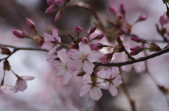 桜・さくら・サクラ-15