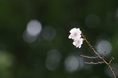 十月桜の秋咲き-2