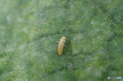 キイロテントウムシの幼虫
