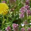 春真っ盛りの花散歩-タンポポとヒメオドリコソウとオオイヌノフグリといろいろ
