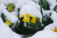 年度末の雪‐ミニ水仙