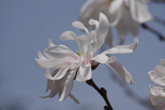 花散歩‐四手辛夷