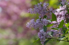 春の忘れ物‐ライラック・紫