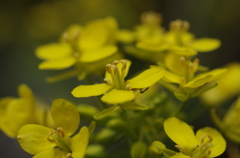 家の周りで-温海蕪の花