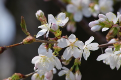 桜色・いろいろ14