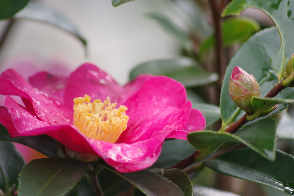 花散歩‐山茶花3