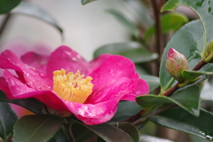 花散歩‐山茶花3