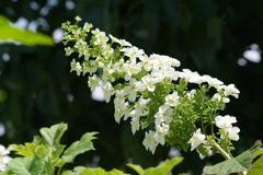 花散歩‐空を穿つ・柏葉紫陽花