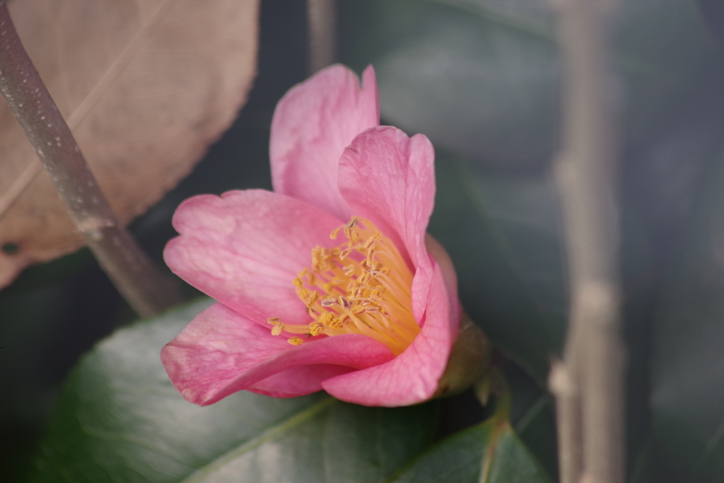 雪前の花散歩₋侘助