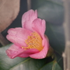 雪前の花散歩₋侘助