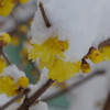 雪中蝋梅-2