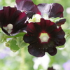 花散歩‐赤黒い立葵