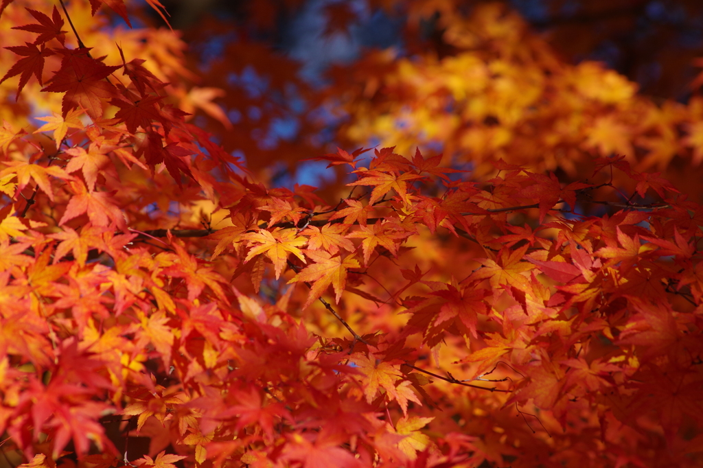 紅く燃え-いろはもみじ4
