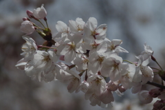 上山城の桜-5