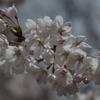 上山城の桜-5