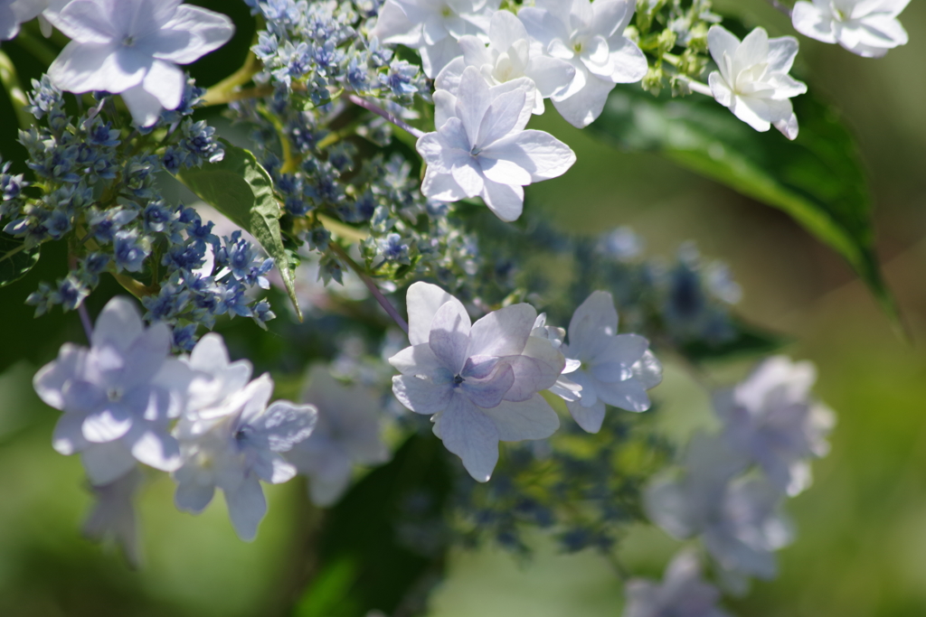 花散歩‐紫陽花