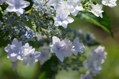 花散歩‐紫陽花