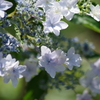 花散歩‐紫陽花