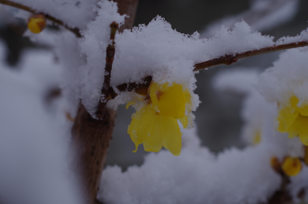 ふうわり雪の下の蝋梅-2