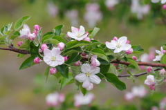 果樹の花-林檎2