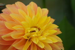 秋田のダリア-2017新作25