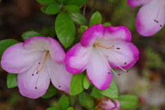 六月の花散歩‐覆輪のサツキ