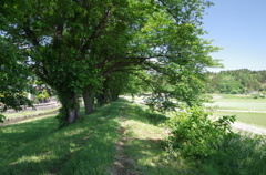 緑の桜並木・洗沢川