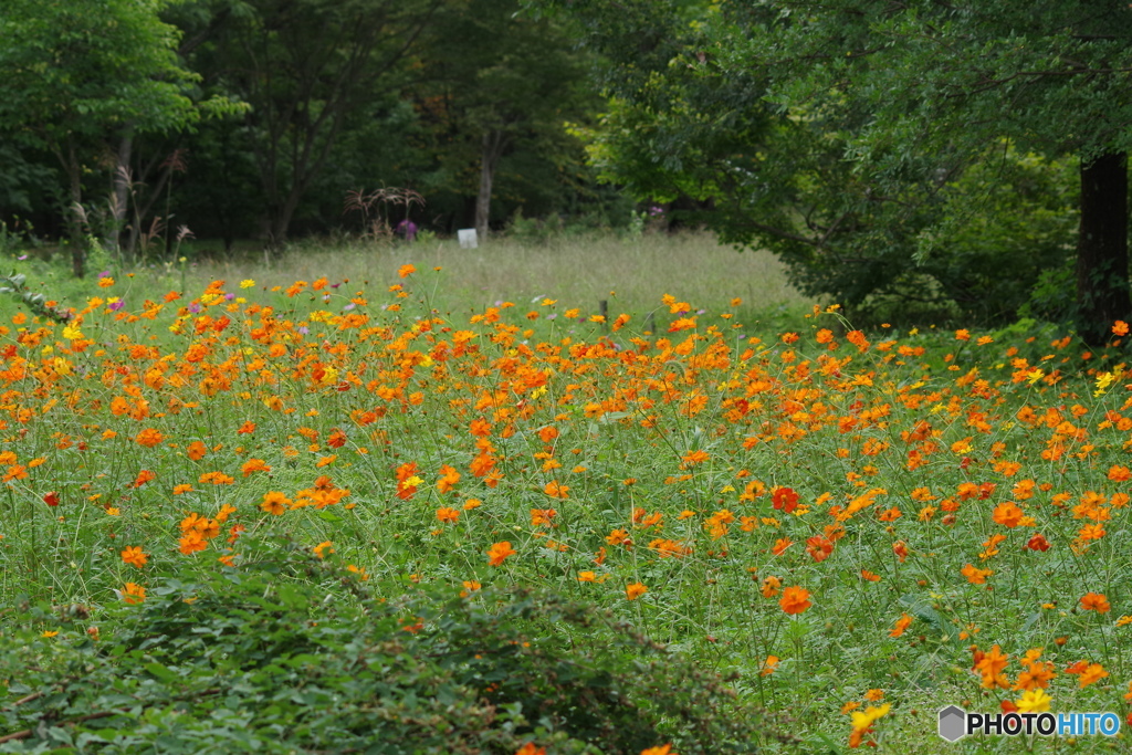 キバナコスモスの園-1