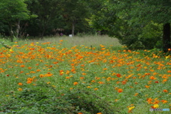 キバナコスモスの園-1