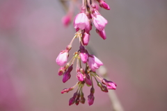 紅枝垂れ桜は蕾