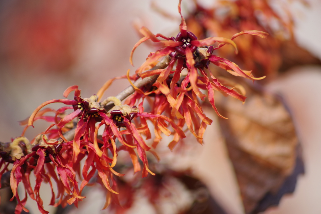 春を待つ心－赤花マンサク