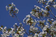 桜色・いろいろ-6