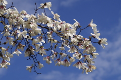青空にコブシ咲く