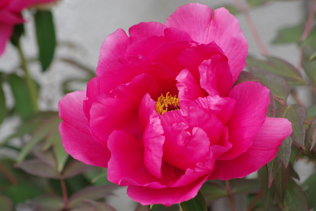 花散歩‐牡丹1