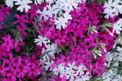 桜のモザイク模様