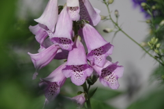 花散歩‐ジキタリス