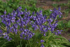 花散歩‐釣鐘水仙